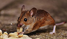 stored-product-pest-control Experts in Rich